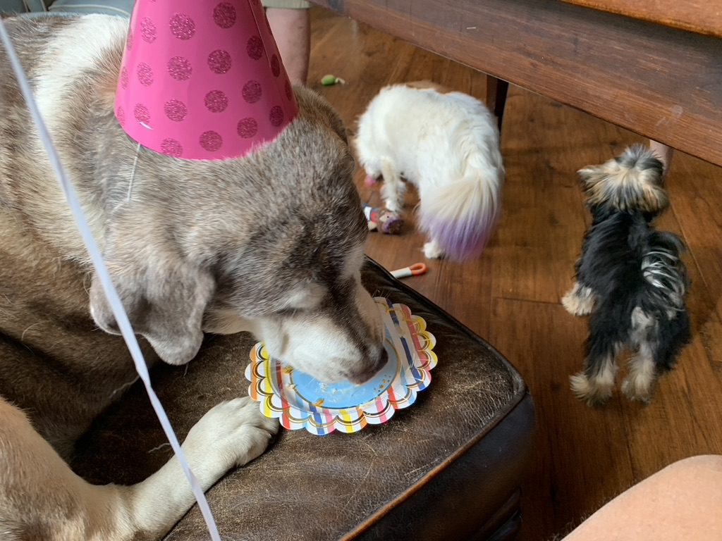 Three dogs exploring a birthday cake on a chair.