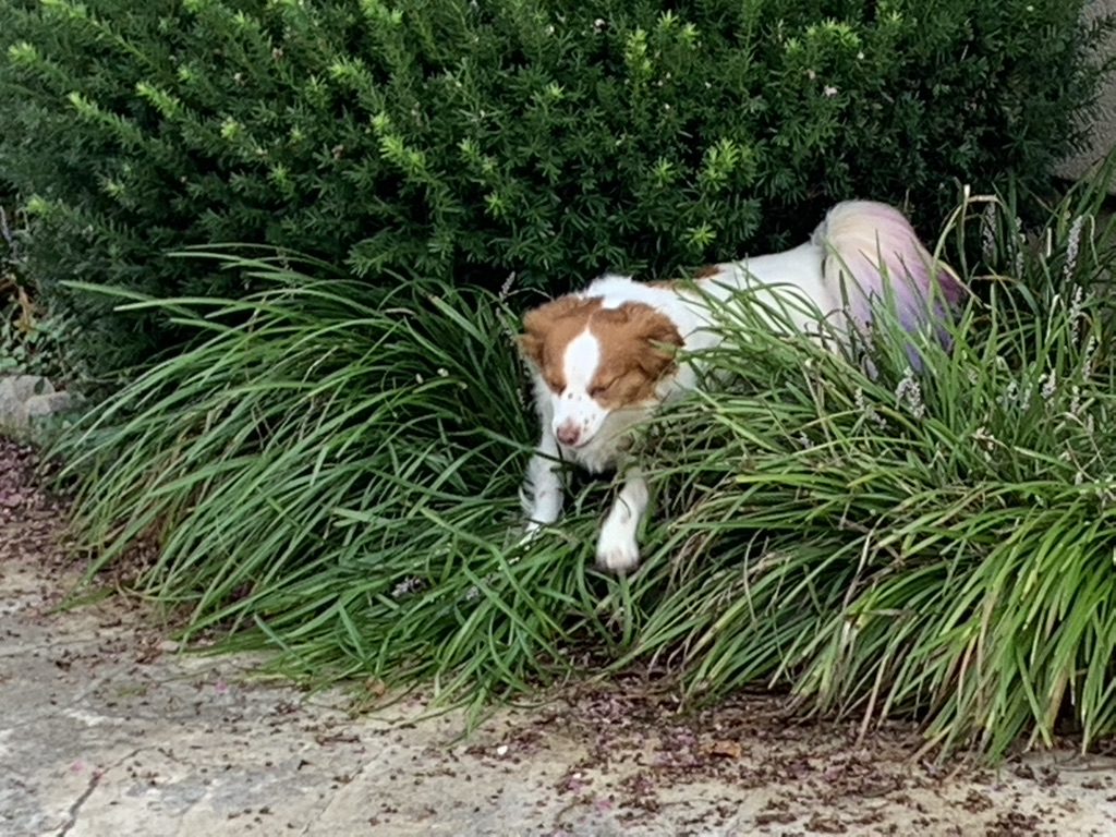 Dog resting in tall green grass near a dirt path.